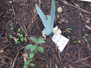 11/23/2011 Pre-Thanksgiving Garden (4)