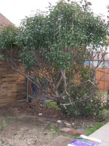 1/16/2012 Photinia Hack Job (1)