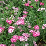 3/17/2012 March Arboretum (49)