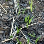 Veggie Garden Seedlings and Sneak Peeks (6)