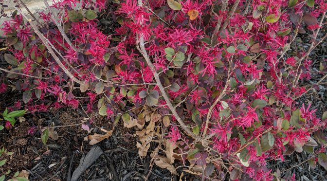 Garden Views of March