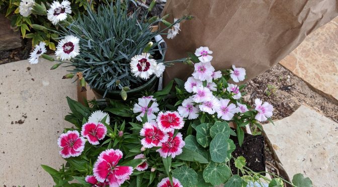 Plant Porn: Just another garden center purchase