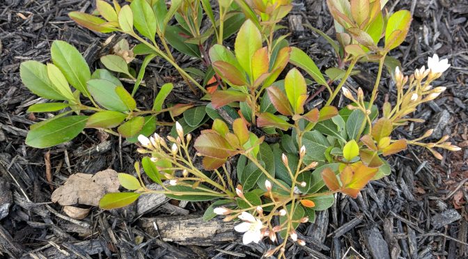 A Small Hawthorne?