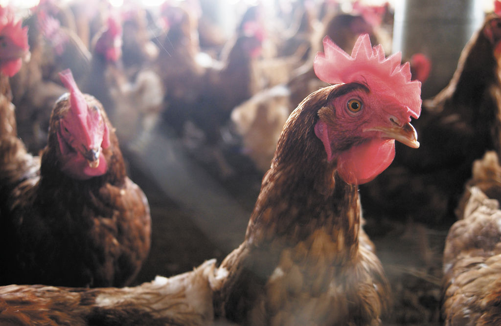 hambre cero, Nicaragua, gallinas