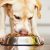 ¿Por qué los perros no deben comer comida casera? ¿Por qué los perros no deben comer comida casera?
