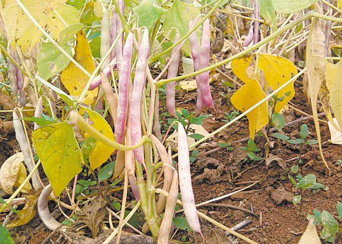 Los productores de Nueva Guinea esperan que cesen las lluvias para aporrear los frijoles. LA PRENSA/JERÓNIMO DUARTE