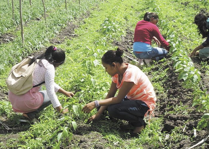 Agroecología, alimentos