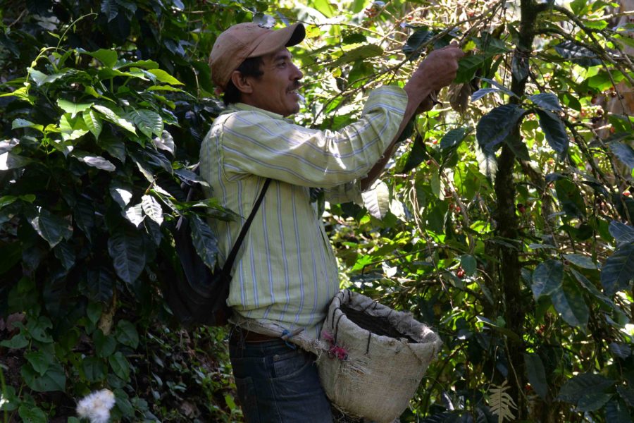 cortadores de café, cafetaleros, nicaragua, café