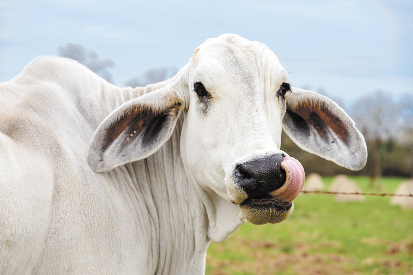 La ganadería de Nicaragua va en ascenso