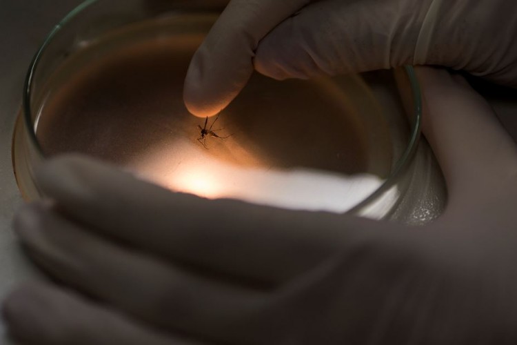 malaria, enfermedades, Nicaragua