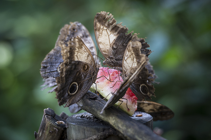 Una de las atracciones es el mariposario donde verá nueve tipos de mariposas. Oscar Navarrete/ LA PRENSA