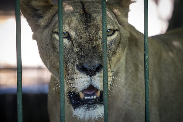 Si visita el zoológico al atardecer podrá ver cómo son alimentados algunos mamíferos como los leones, tigres, pumas y tigrillos. Oscar Navarrete/ LA PRENSA