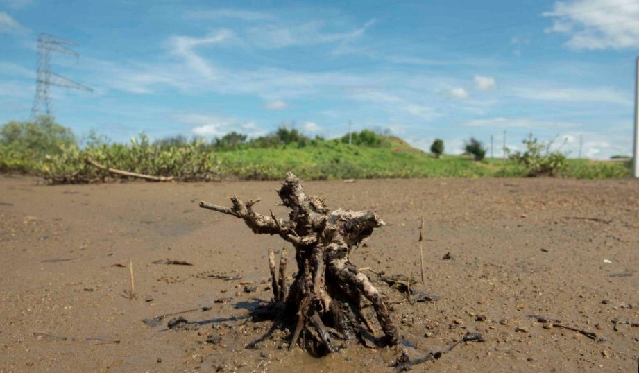Daños ambientales, Medio ambiente,