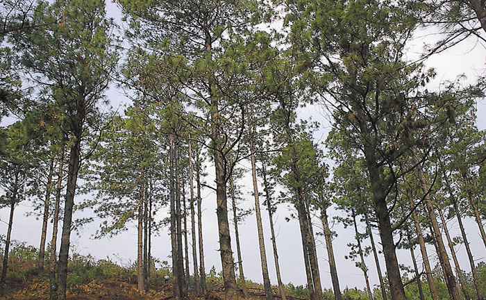 impacto ambiental