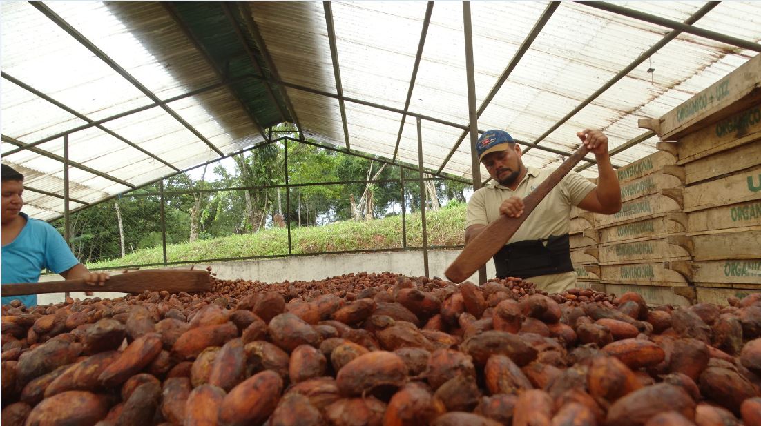 Más capacidad para secar el cacao en el Caribe Norte