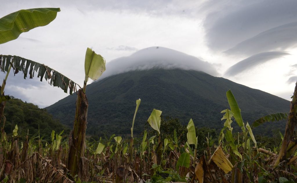 Nicaragua, Ometepe, plátanos, plátanos, cosechas de plátano