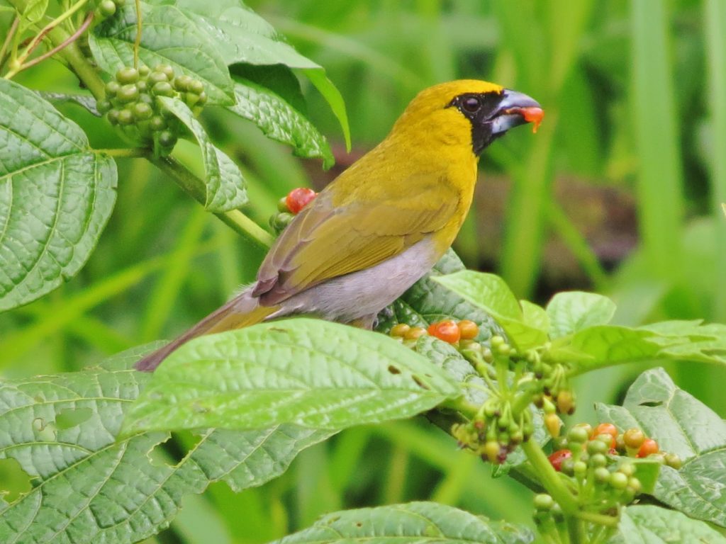 aves