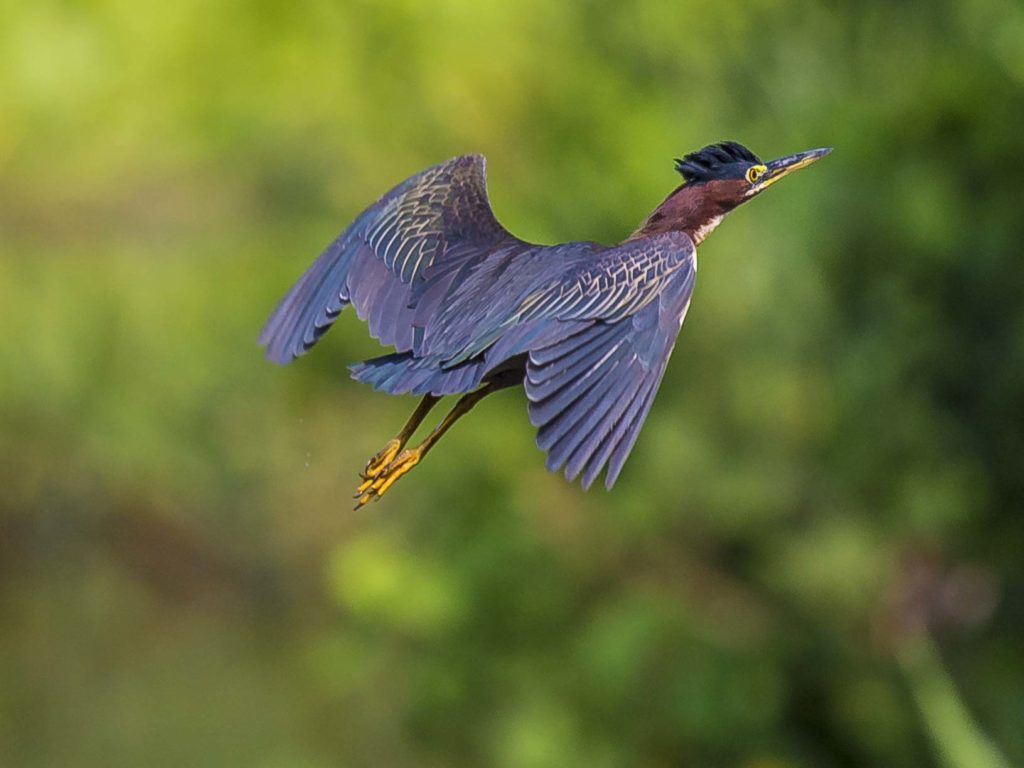La foto de una Garcilla Capiverde o Butoires Virescens le dio también el tercer lugar a Juan Manuel Argüello, quien acumula dos galardones puesto que ya había ganado el primer lugar. Argüello capturó el momento en que el ave alzaba vuelo sobre el río Papaturro, Río San Juan.