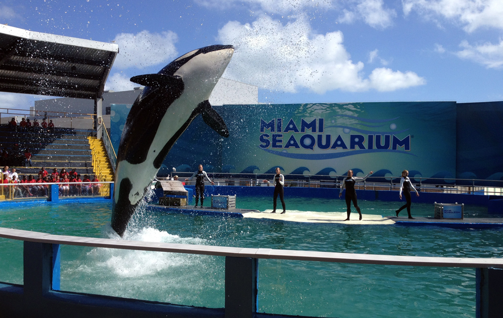 En el Seaquarium de Miami podrá disfrutar de actividades únicas, como orcas haciendo piruetas.