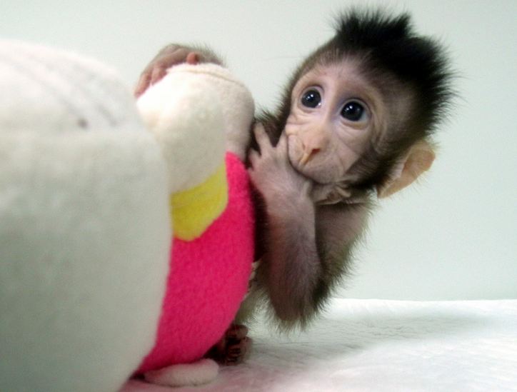 monos clonados, clonación, monos, animales clonados