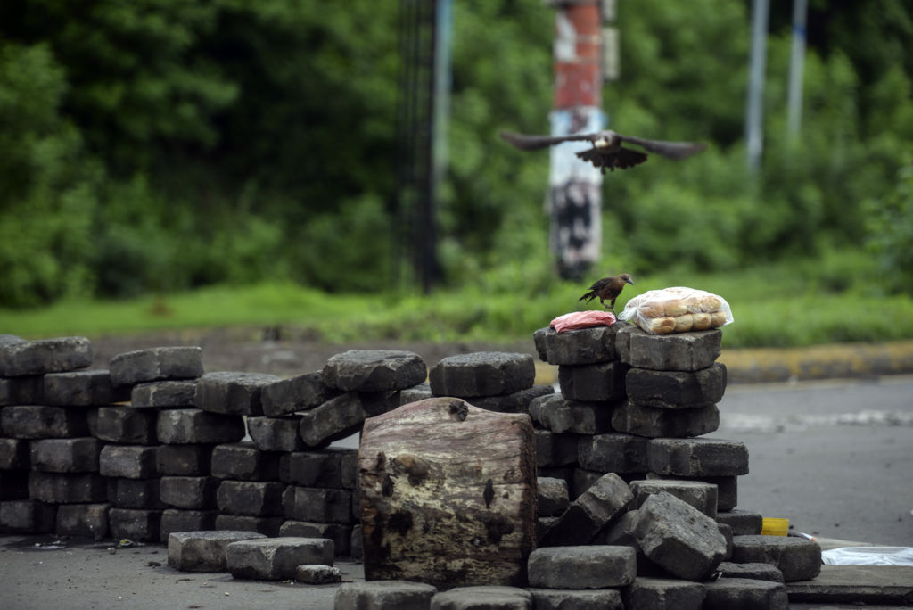 Durante el Diálogo Nacional un representante de UNEN dijo que en Nicaragua no había pan en las ventas por culpa de los tranques. Sin embargo, en las inmediaciones de la UNAN, hay pan hasta para los zanates que se asoman a las barricadas. LA PRENSA / Wilmer López