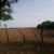 Productores de maíz pierden cosecha por sequía en Chinandega Productores de maíz pierden cosecha por sequía en Chinandega