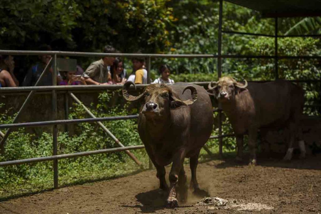 zoologico nacional, animales, búfalos