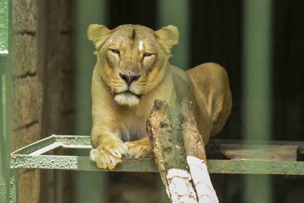 zoologico nacional