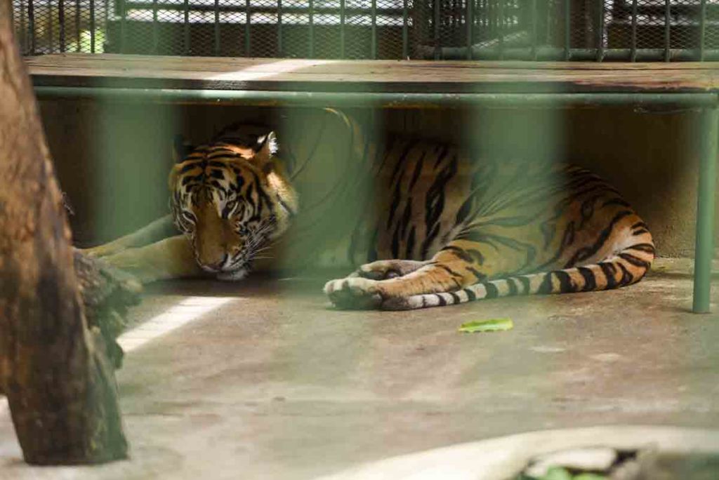 zoologico nacional