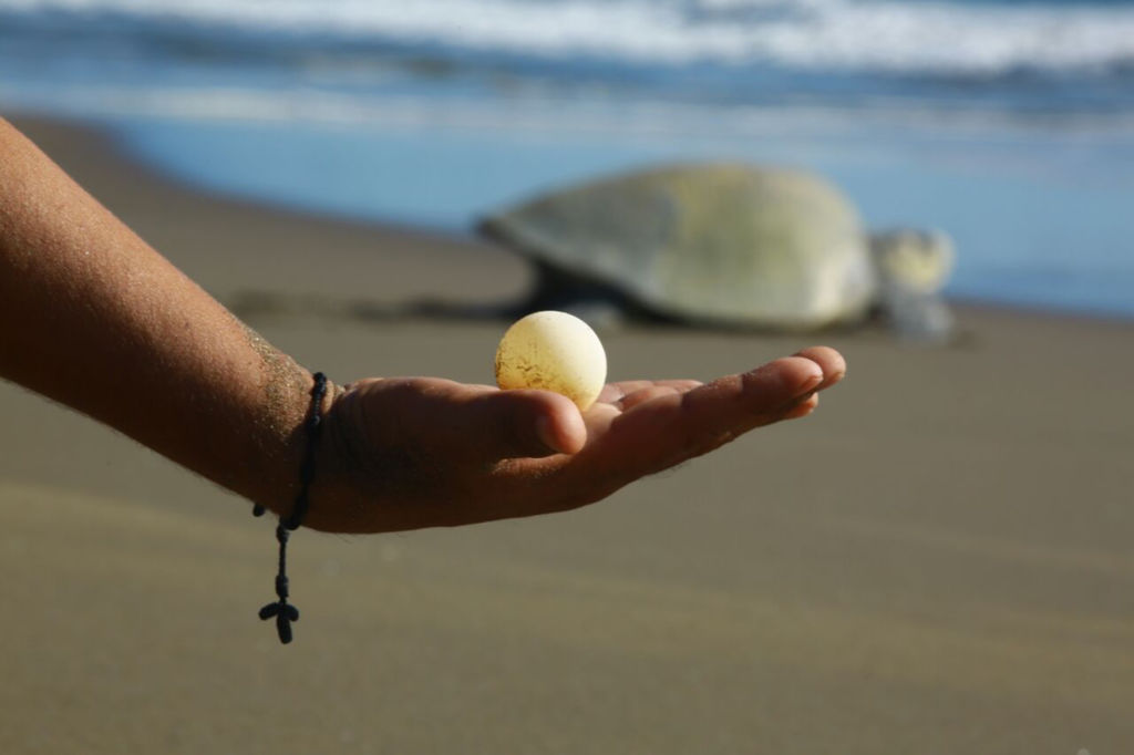 tortugas