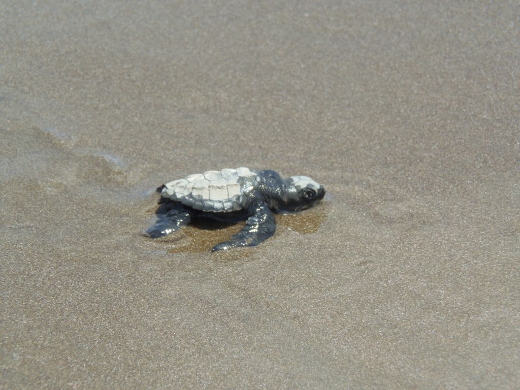 tortugas