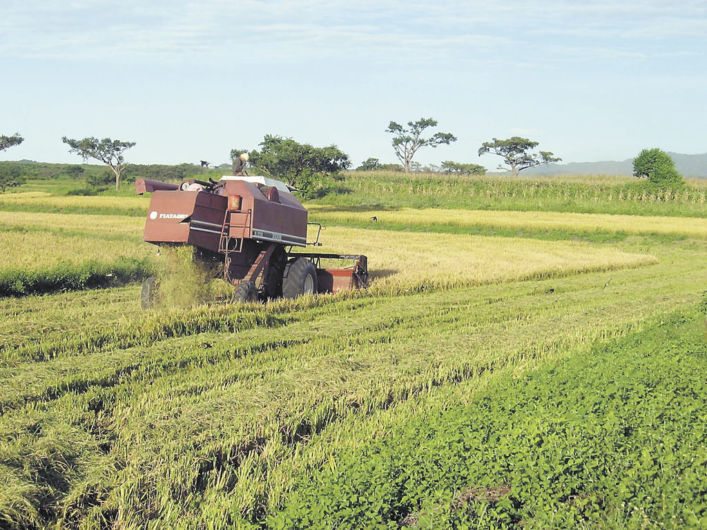 Los productos veterinarios para la sanidad vegetal, así como las exenciones a los insumos agrícolas, entre ellos fertilizantes, semillas, fungidas, herbicidas, entre otros, empezarán a pagar impuestos. LA PRENSA/S. Martínez/ Archivo