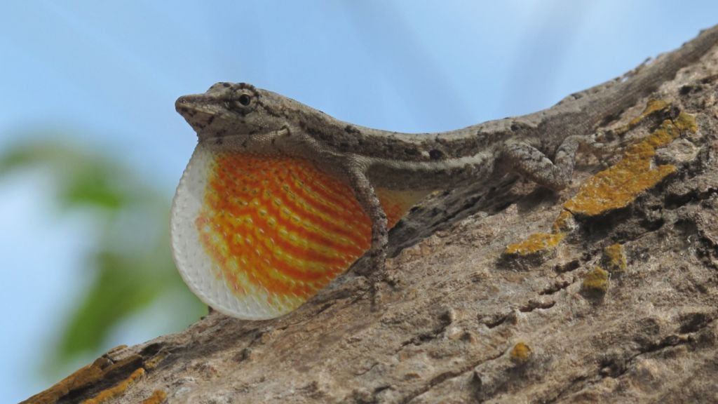 especies