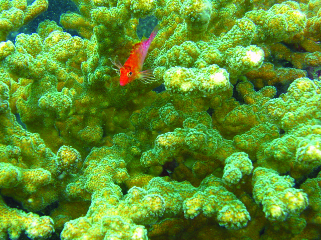 mar