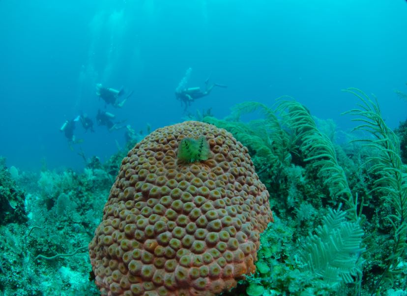 mar