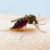 Alerta regional por fiebre del virus mayaro Alerta regional por fiebre del virus mayaro