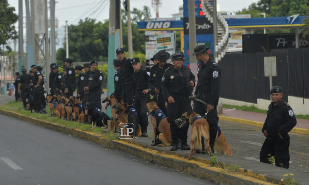 perros