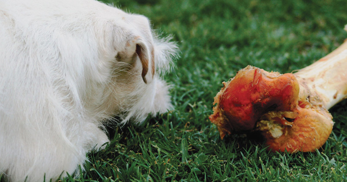 5 Practical Tips for Feeding Your Dog Bones | Safe Bones Company