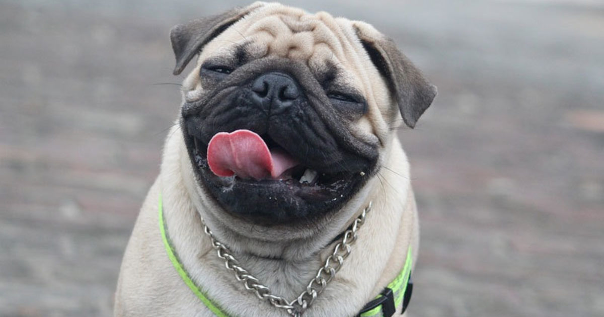 Older Dog Losing Teeth? What You Can Do Now To Prevent Tooth Loss Later Buzby's ToeGrips For