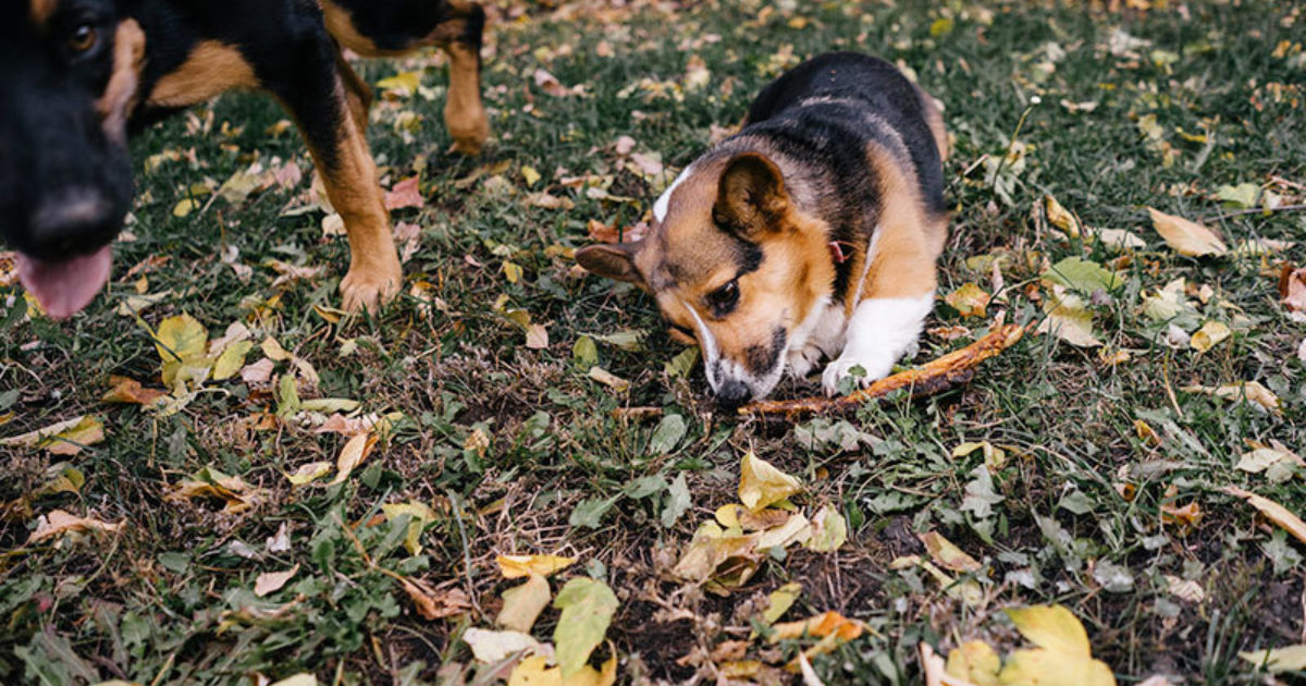 Can You Train Your Dog To Avoid Snakes