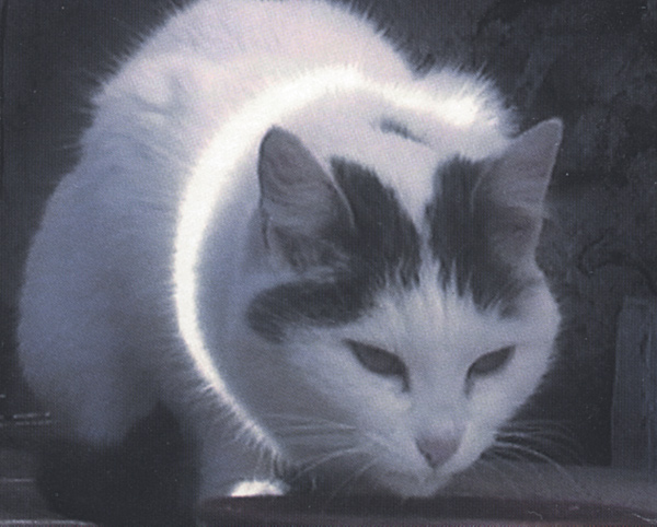 Peter Fischli and David Weiss, _Büsi (Kitty)_, 2001. Video installation; single-channel video with sound. Accessions Committee Fund: Gift of Carla Emil and Rich Silverstein, the Modern Art Council, Mimi and Peter Haas, Elaine McKeon, and Judy and John Webb; © Peter Fischli and David Weiss