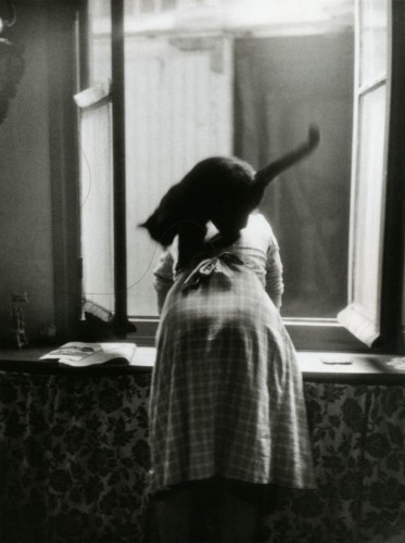 Willy Ronis Les Chats Paris 1954