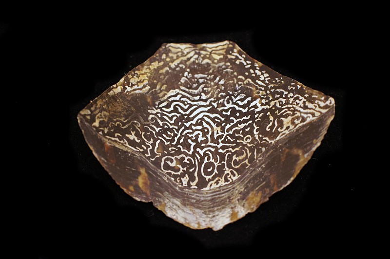 Turtle carapace; yours for the telling.