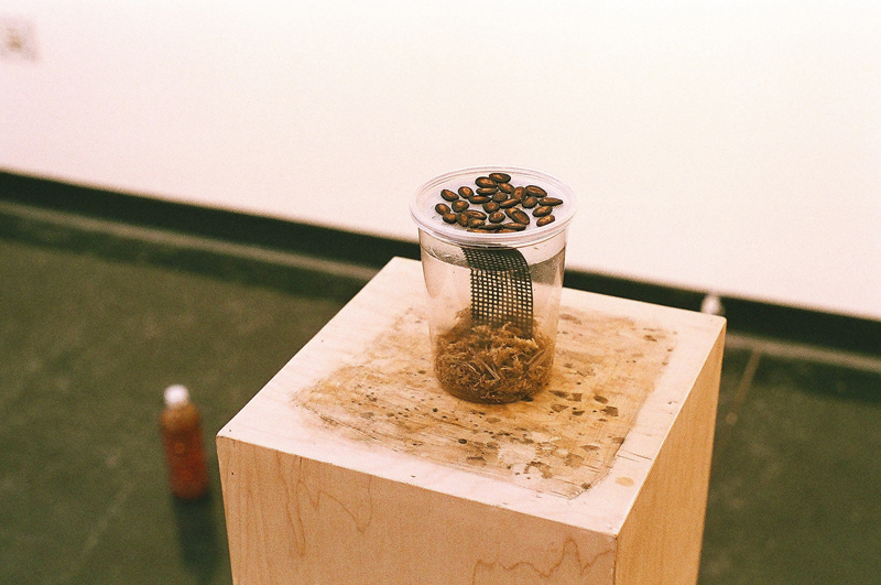 manuel arturo abreu, untitled, 2016; dirt, plastic, black watermelon seeds, dried eggshell powder. Photo by Forrest Wilson. manuel arturo abreu, untitled, 2016; dirt, plastic, black watermelon seeds, dried eggshell powder. Photo by Forrest Wilson.