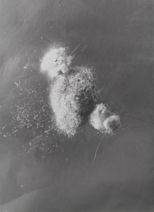Mike Kelley, Untitled 11, from the series Dust Balls, 1994; gelatin silver print, 31 in. x 24 in. (78.74 cm x 60.96 cm); Collection SFMOMA, Gift of Byron R. Meyer; © Estate of Mike Kelley Mike Kelley, Untitled 11, from the series Dust Balls, 1994; gelatin silver print, 31 in. x 24 in. (78.74 cm x 60.96 cm); Collection SFMOMA, Gift of Byron R. Meyer; © Estate of Mike Kelley
