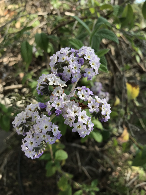 Heliotrope.