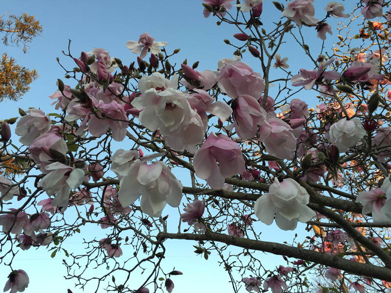 A magnolia tree in Berkeley. All photos: Ruth Gebreyesus.
