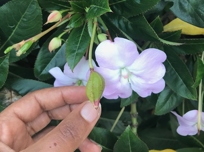 Impatiens