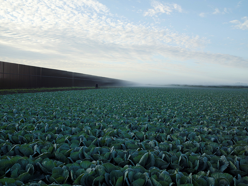 Richard Misrach, Cabbage Crop Near Brownsville, Texas, 2015; © Richard Misrach, courtesy Fraenkel Gallery, San Francisco.