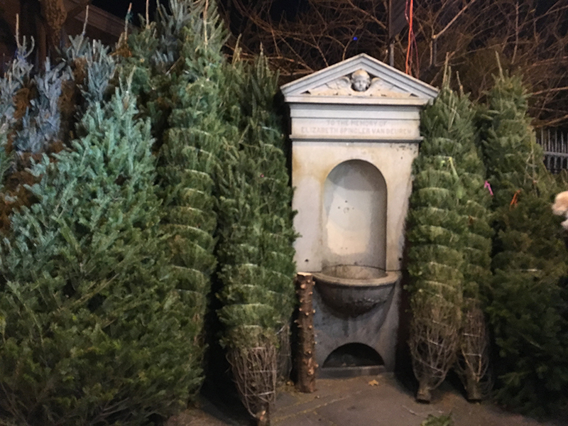 Pine trees outside of St. Mark's Church.